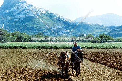 skyros ponies ploughing on skyros island, greece