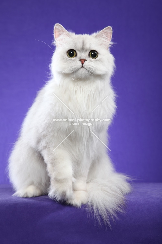 One year old Shaded Silver Persian female, sitting to us, looking at camera, one paw raised, tail in image.