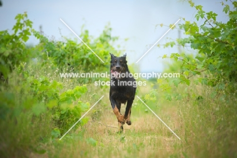 portrait of a Beauceron with tongue out running in a vineyard