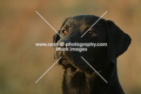 black Labrador Retriever, portrait
