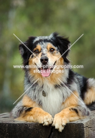 alert Australian Shepherd