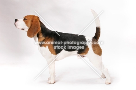 Beagle, posed