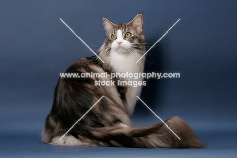 Silver Classic Tabby & White Maine Coon