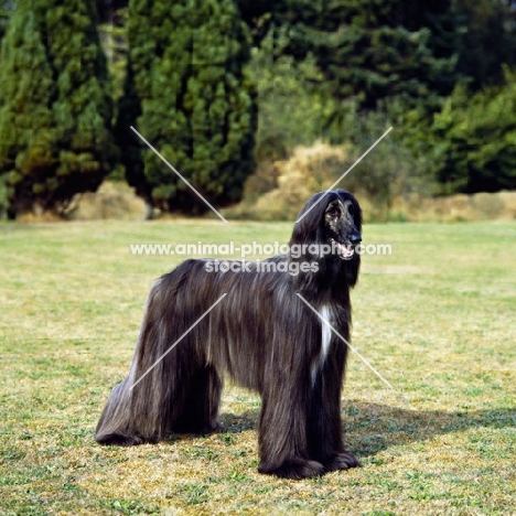 champion afghan hound, best in show crufts 1983 