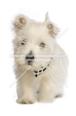 West Highland White puppy walking, isolated on a white background