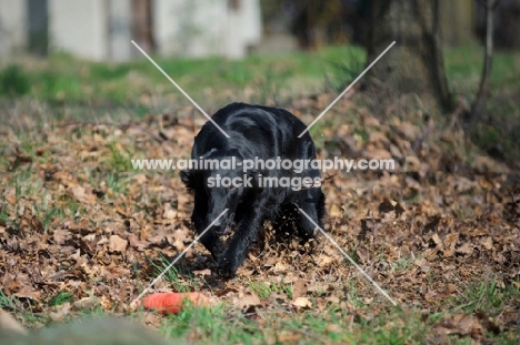 black Flat Coated Retriever approaching a dummy