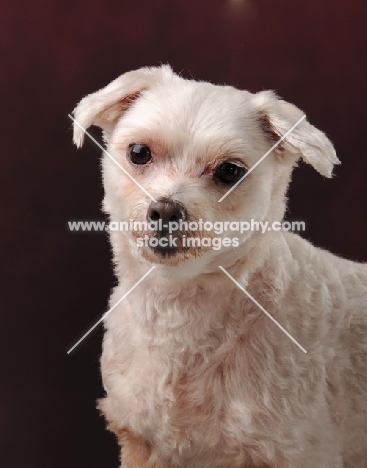 cream Maltese dog in studio