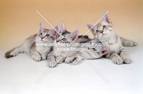 four tiffanie kittens