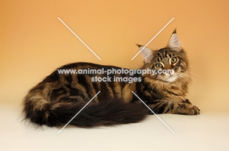 brown tabby maine coon lying on orange background