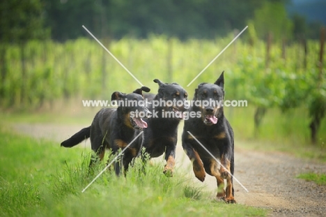 three Beauceron running free in the countryside