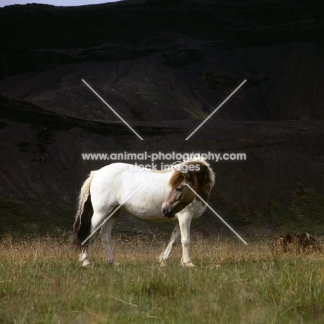 Iceland horse at Kalfstindar