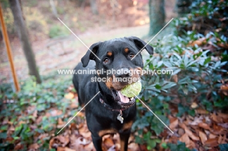 rottweiler holding tennis ball in mouth