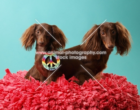 two Dachshund in studio, one wearing a peace symbol