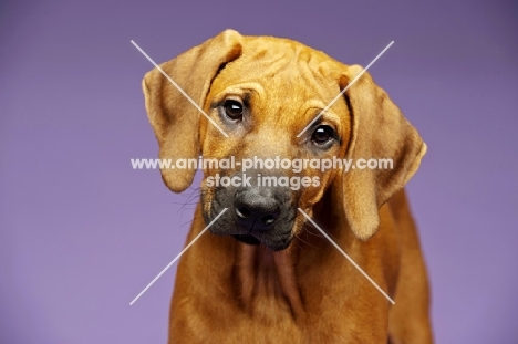 Rhodesian Ridgeback puppy