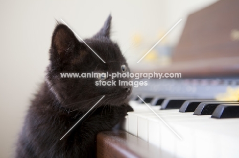 tiny black kitten playing the piano keys