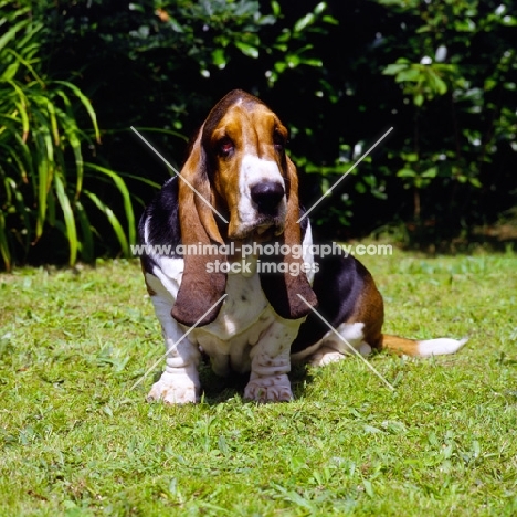 champion basset hound sitting on grass