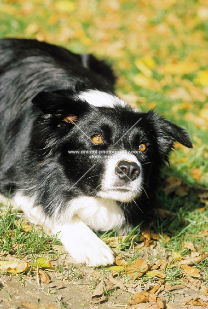 Border Collie showing 