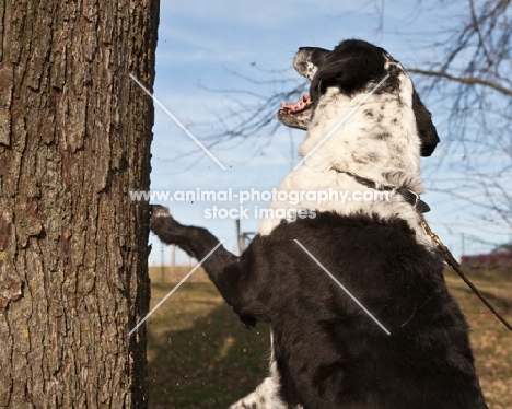 dog barking up tree