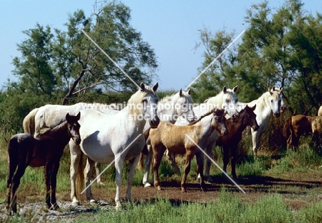 group of camargue ponies, mares and foals standing in the camargue