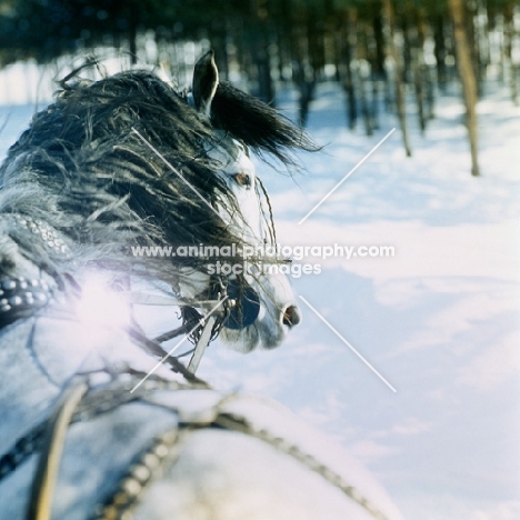 close up of orlov trotter driven in troika in snow.