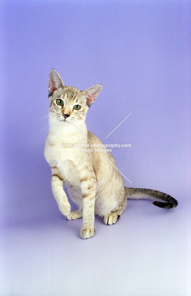 brown tabby tortie Tonkinese, looking towards camera