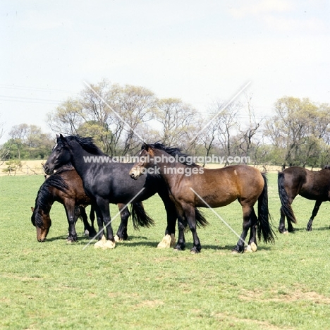 group of welsh cobs (section d) fillies & colts, 