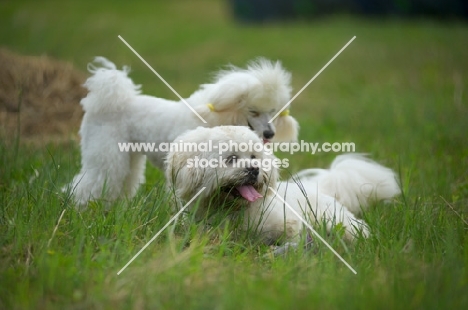 white miniature poodle and white lhasa apso resting together in the grass