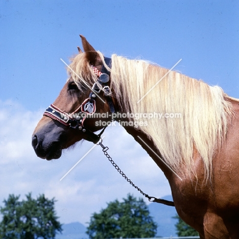 Haflinger mare at ebbs austria 