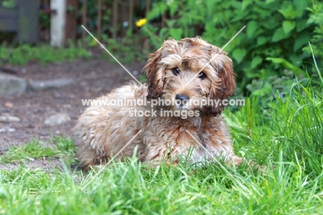 Cockapoo puppy lying down