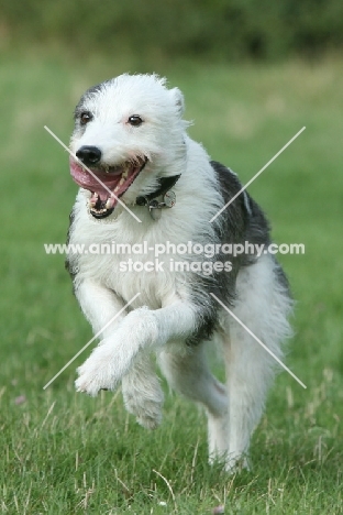 Lurcher in motion