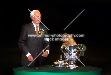 peter green handler with am ch, ch cracknor cause celebre, coco, norfolk terrier after winning crufts bis 2008