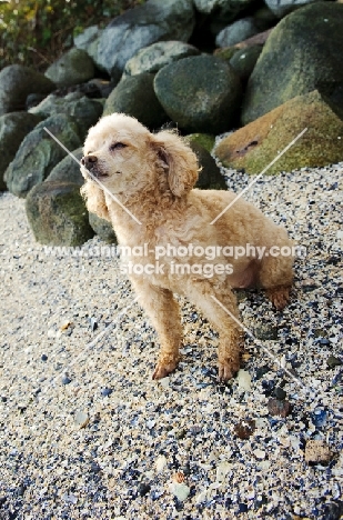 apricot coloured toy Poodle sitting on gravel