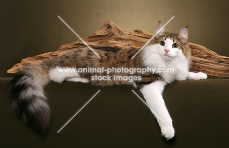 Norwegian Forest Cat near a log