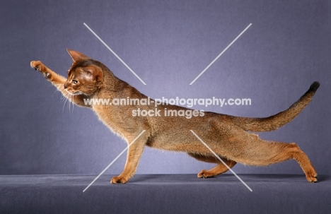 champion abyssinian cat stretched out, back in an arc, reaching up with one paw against a grey background.