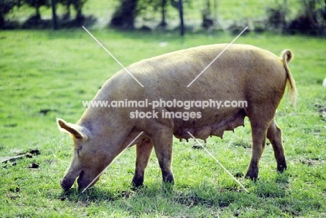 tamworth pig at cotswold farm park eating