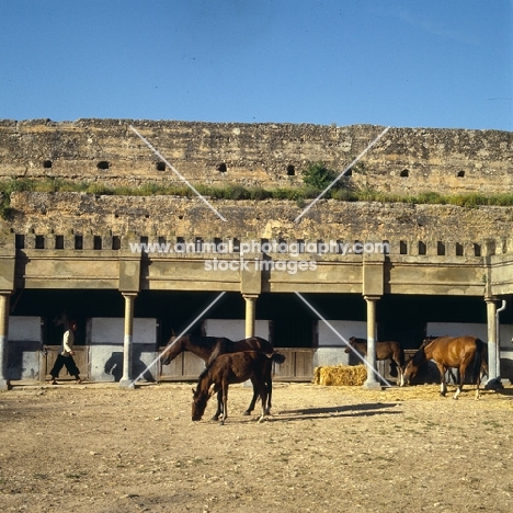 barb and moroccan arab mares and foals within ancient city walls at meknes morocco