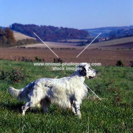 english setter standing in the countryside