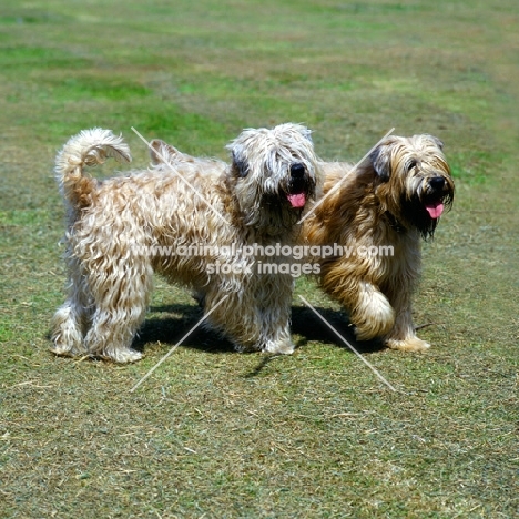 two soft coated wheaten terriers, undocked, walking side by side