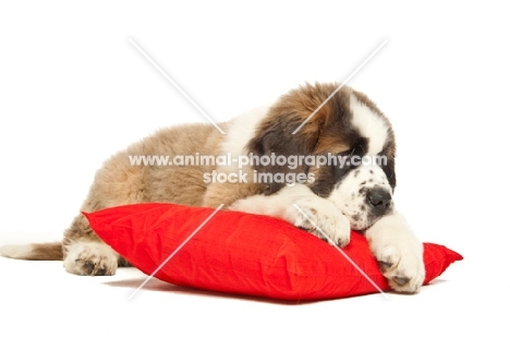 sad young Saint Bernard on red cushion