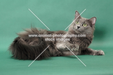 Nebelung cat lying downon green background