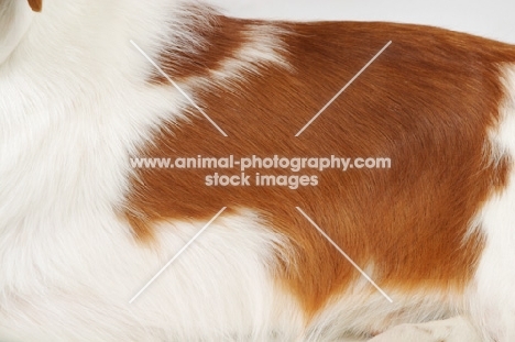 Australian Champion Brittany dog, coat detail