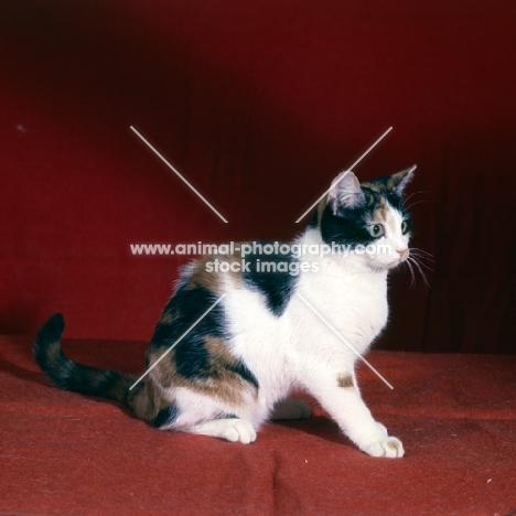 tortoiseshell and white short hair cat in studio