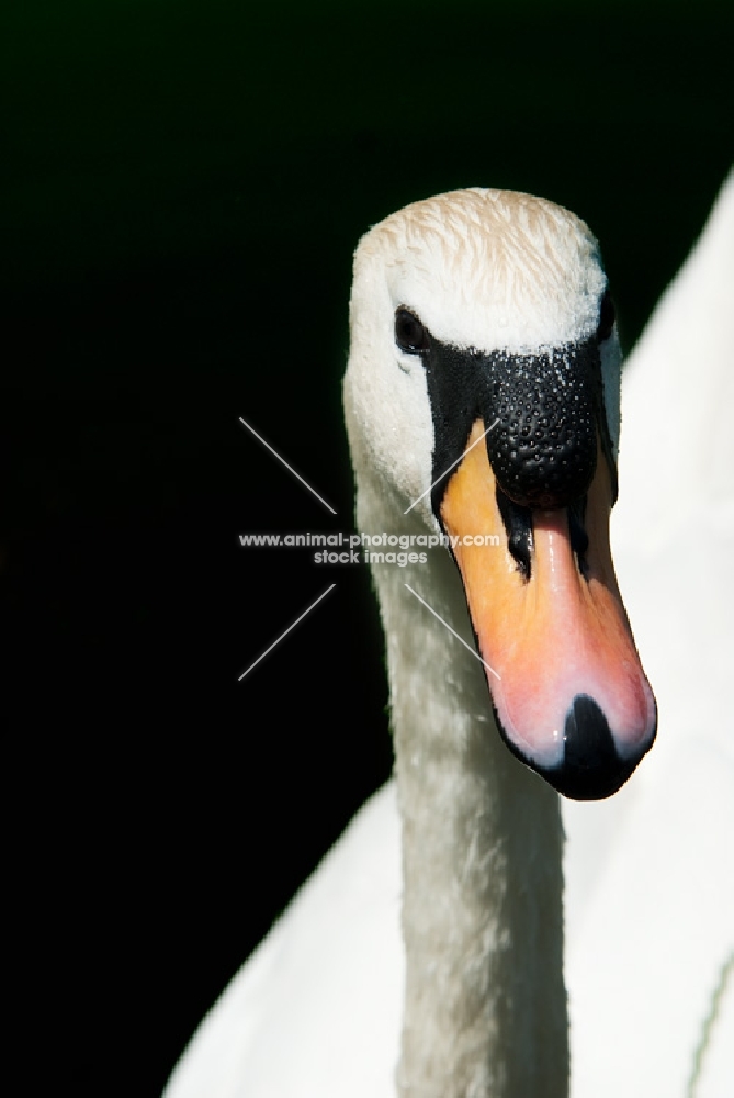 swan portrait