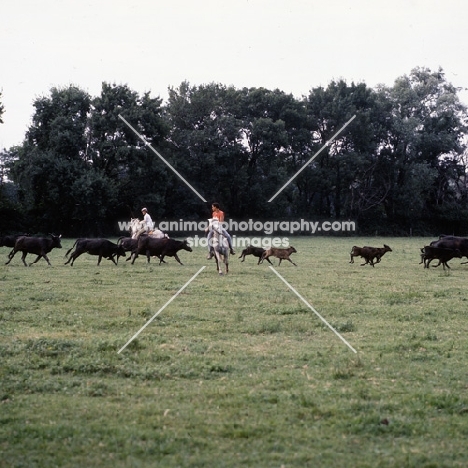 gardiens on Camargue ponies rounding up bulls for games in bullring..