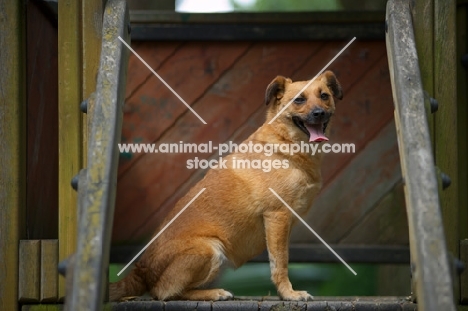 small mongrel dog sitting in a children playground