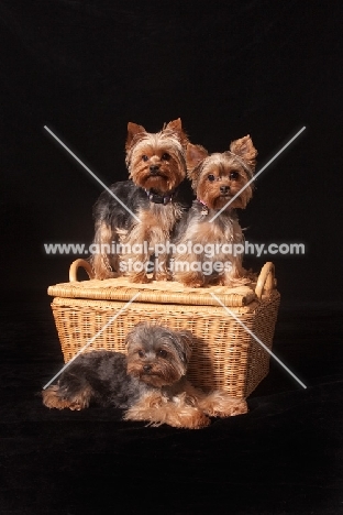 three Yorkshire terriers