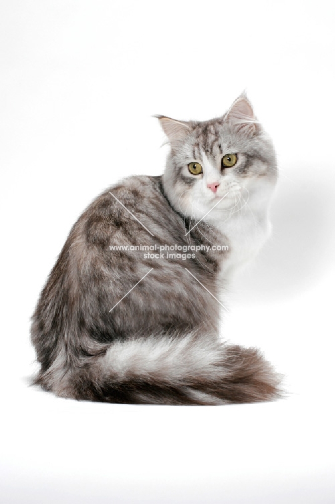 Siberian cat sitting down, silver mackerel tabby & white colour