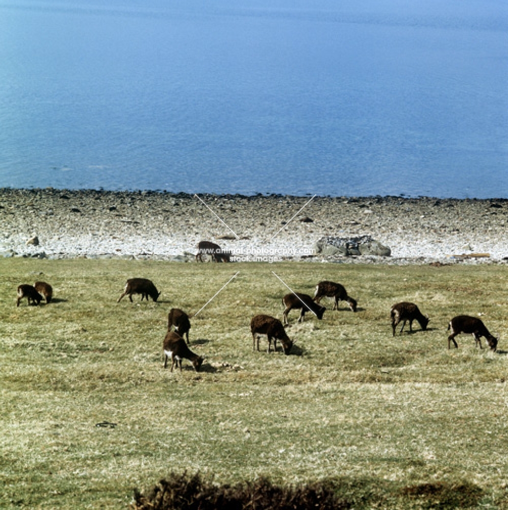soay sheep grazing near shore on holy island scotland