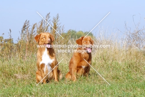 two nova scotia duck tolling retrievers, male and female