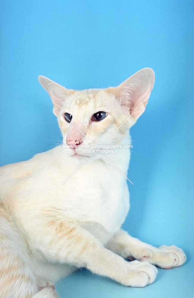 cream tabby Siamese portrait